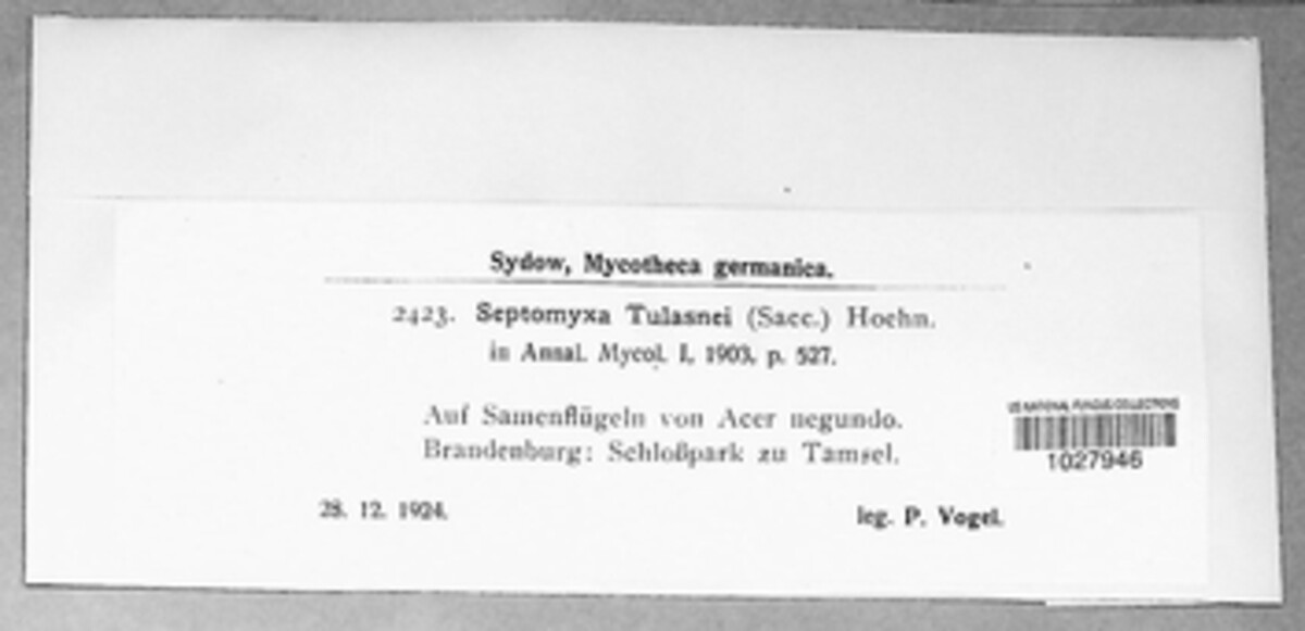Septomyxa tulasnei image